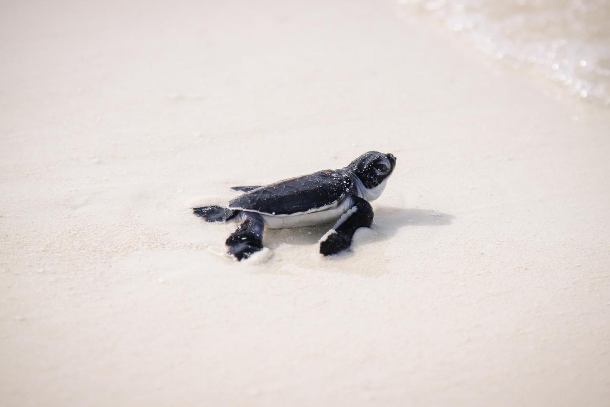 Kanuhura Maldives Kuredu Kültér fotó